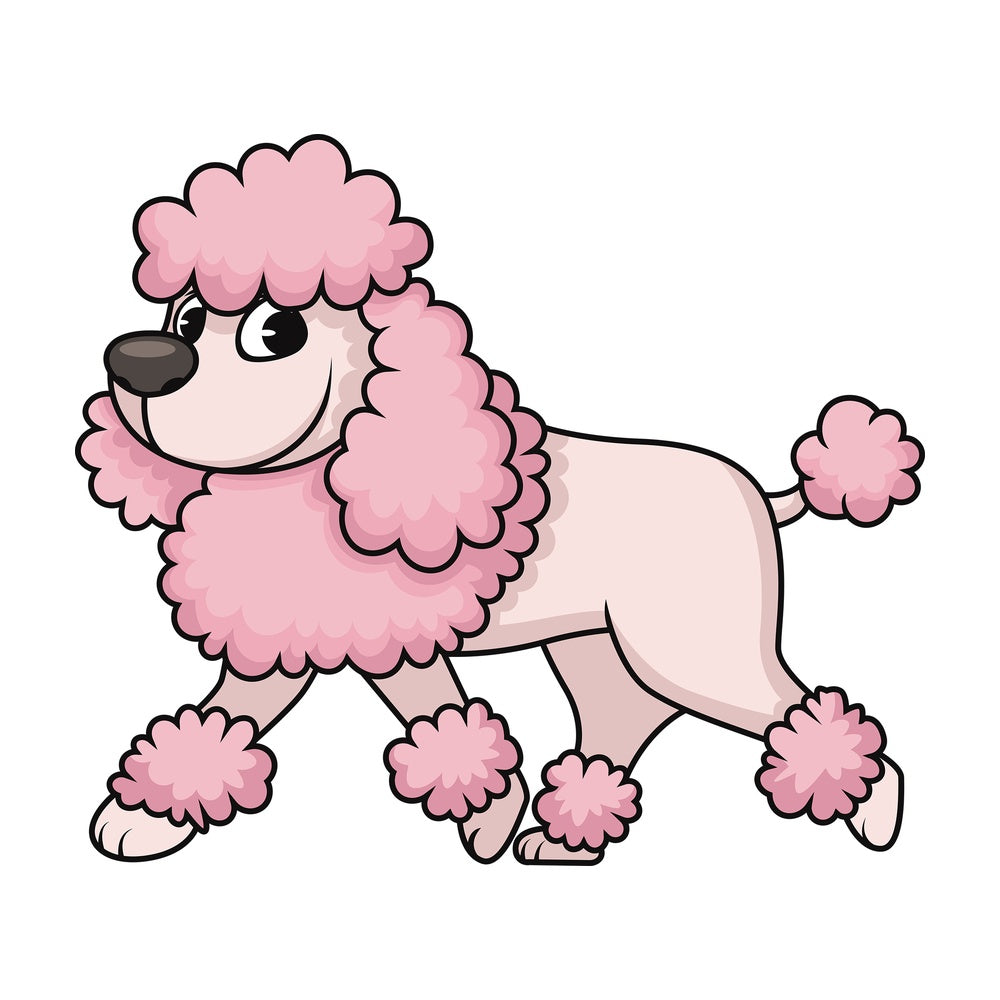 Groomed miniature poodle. PNG - JPG and vector EPS (infinitely scalable). Image isolated on transparent background.