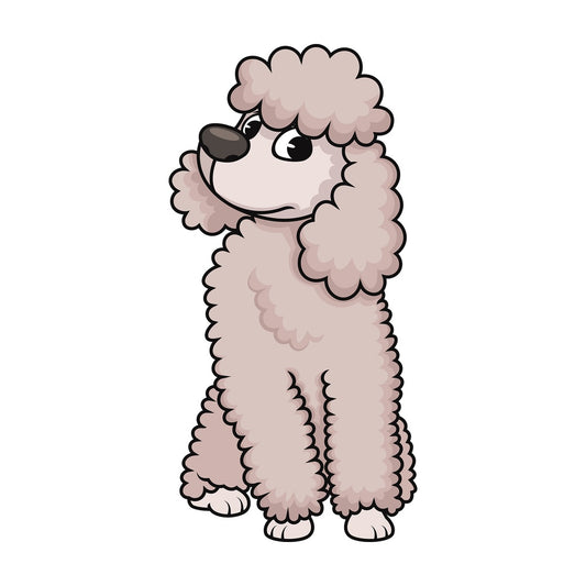 Curious miniature poodle. PNG - JPG and vector EPS (infinitely scalable). Image isolated on transparent background.