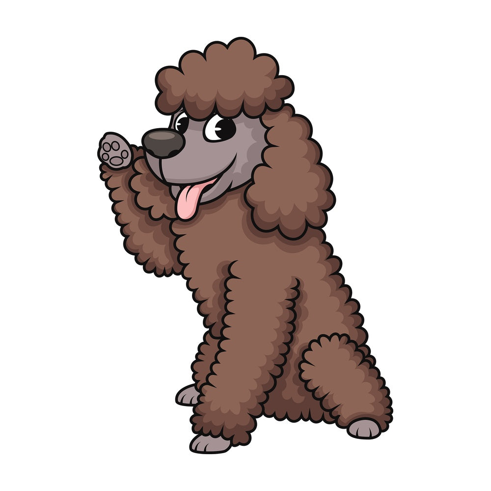 Playful miniature poodle. PNG - JPG and vector EPS (infinitely scalable). Image isolated on transparent background.