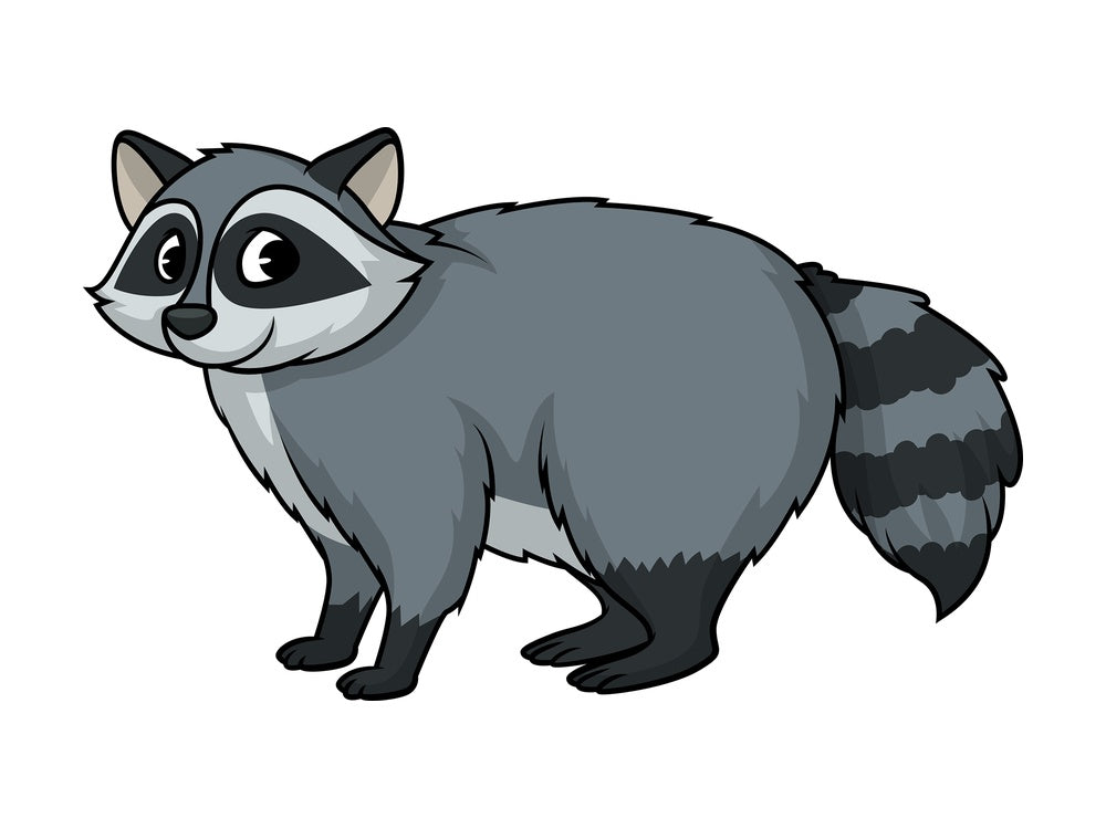 Wild raccoon. PNG - JPG and vector EPS (infinitely scalable).