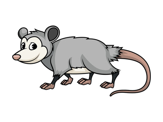 Wild opossum. PNG - JPG and vector EPS (infinitely scalable).