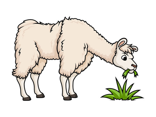 Llama eating grass. PNG - JPG and vector EPS (infinitely scalable).