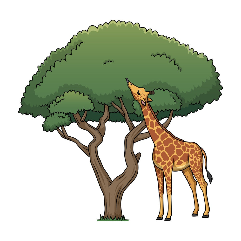 Giraffe eating leaves from tree. PNG - JPG and vector EPS (infinitely scalable).