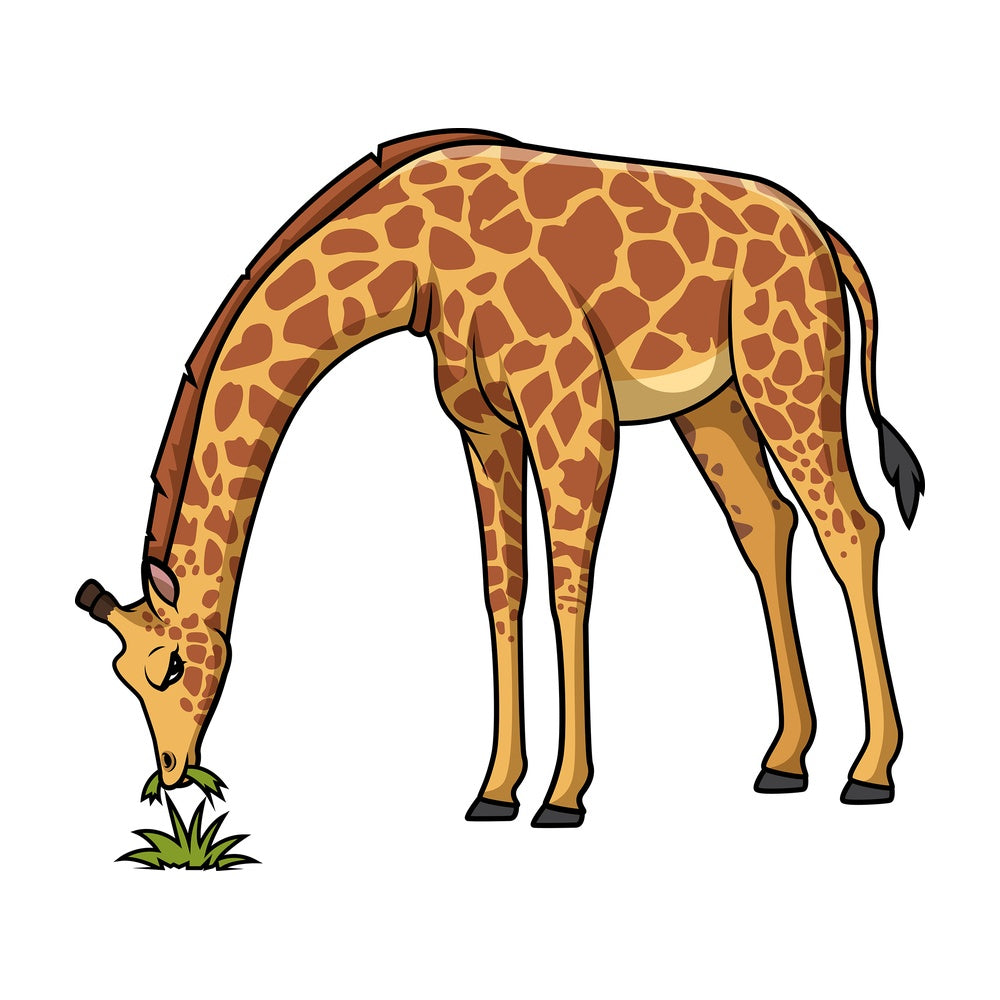 Giraffe eating grass. PNG - JPG and vector EPS (infinitely scalable).