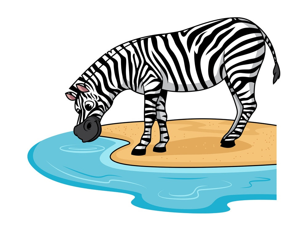 Zebra drinking water. PNG - JPG and vector EPS (infinitely scalable).