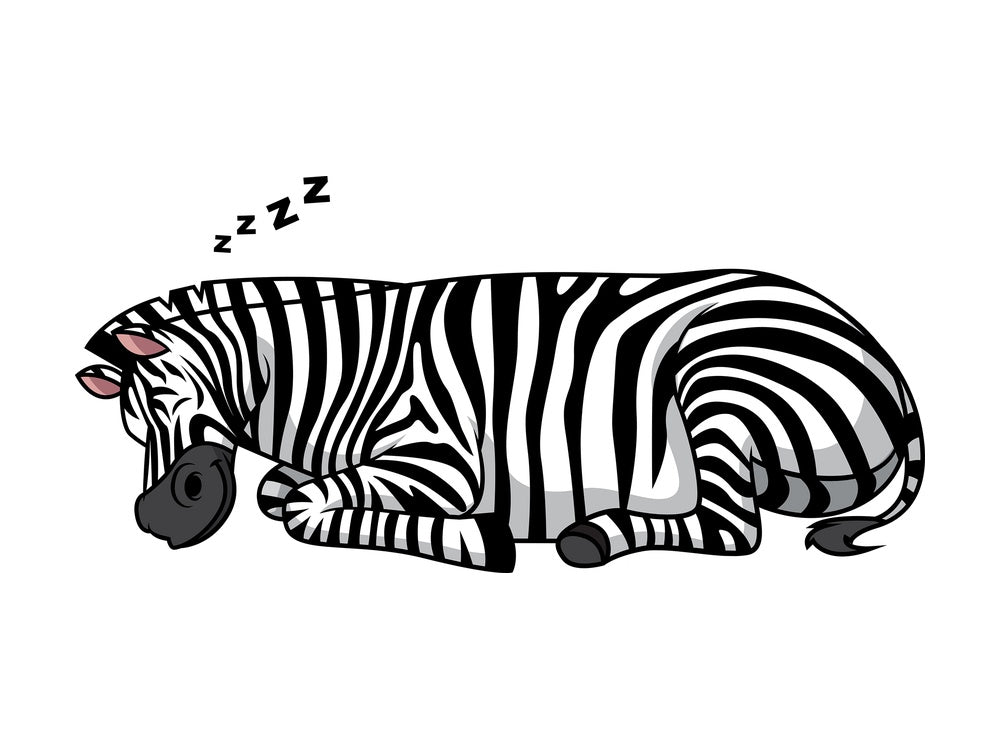 Zebra sleeping. PNG - JPG and vector EPS (infinitely scalable).