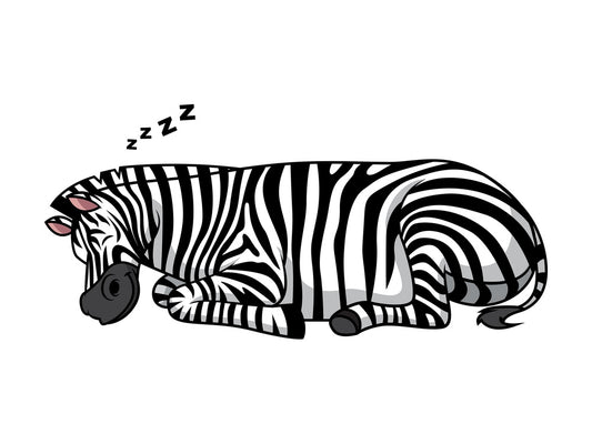 Zebra sleeping. PNG - JPG and vector EPS (infinitely scalable).