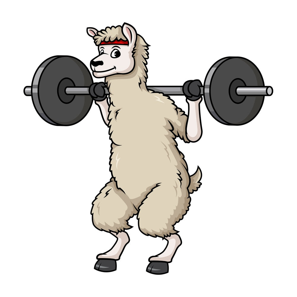 Llama doing squats with barbell. PNG - JPG and vector EPS (infinitely scalable).