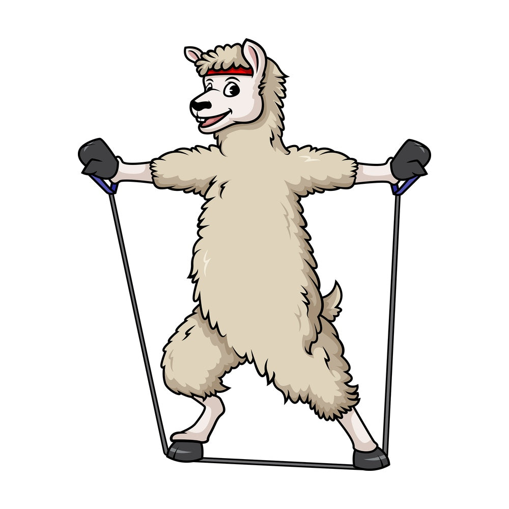 Llama working out with resistance bands. PNG - JPG and vector EPS (infinitely scalable).