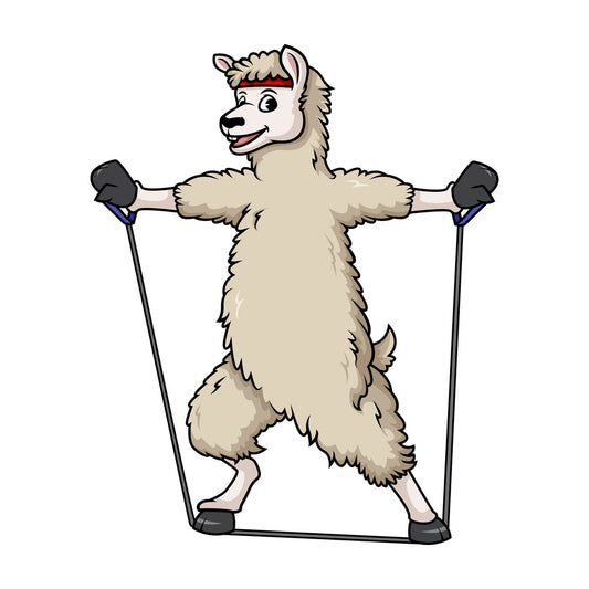 Llama working out with resistance bands. PNG - JPG and vector EPS (infinitely scalable).