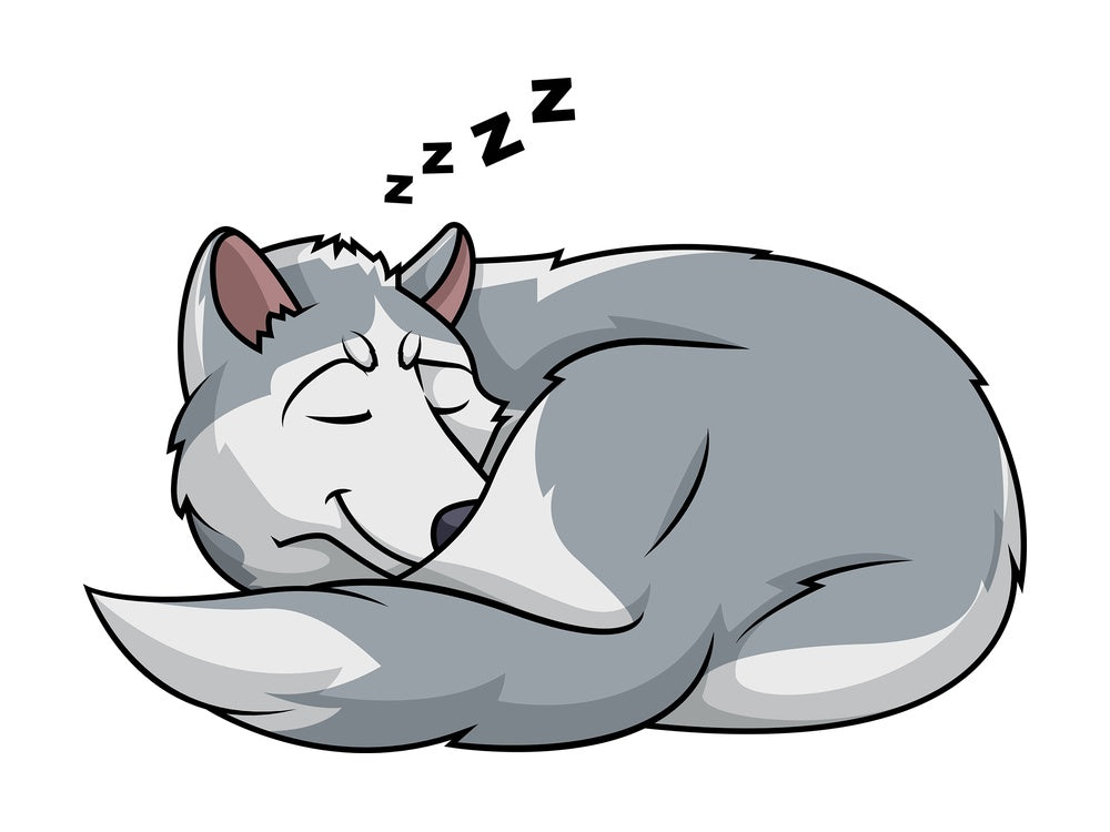Sleeping wolf. PNG - JPG and vector EPS (infinitely scalable).