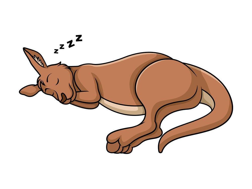 Sleeping kangaroo. PNG - JPG and vector EPS (infinitely scalable).
