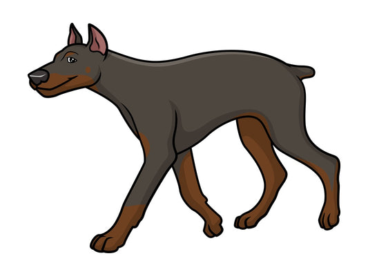 Doberman walking. PNG - JPG and vector EPS (infinitely scalable).