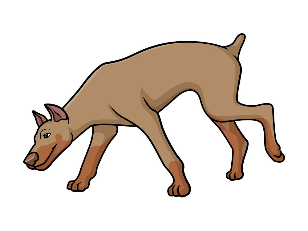Fawn doberman sniffing. PNG - JPG and vector EPS (infinitely scalable).
