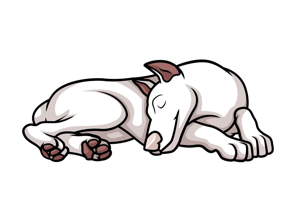 American female white doberman sleeping. PNG - JPG and vector EPS (infinitely scalable).