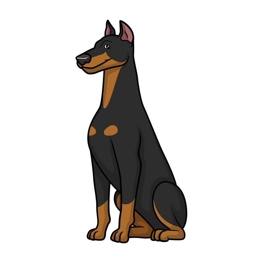 Obedient doberman sitting. PNG - JPG and vector EPS (infinitely scalable).