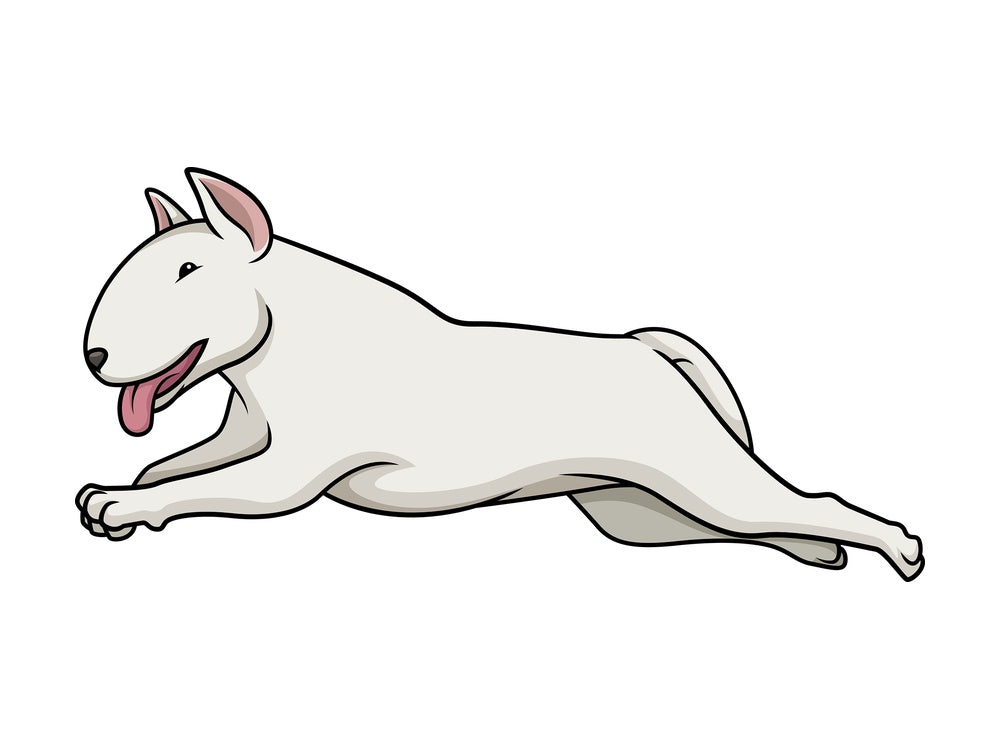 White bull terrier running. PNG - JPG and vector EPS (infinitely scalable).