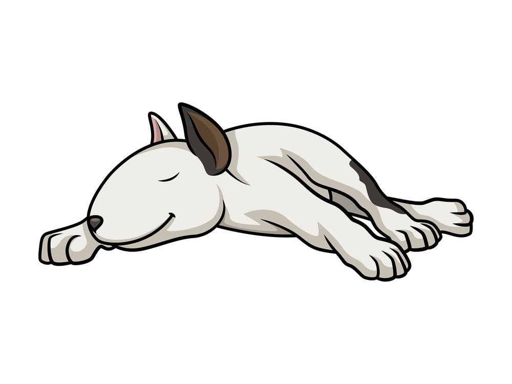 White bull terrier sleeping. PNG - JPG and vector EPS (infinitely scalable).