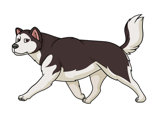 Alaskan malamute walking. PNG - JPG and vector EPS (infinitely scalable).