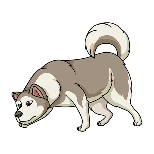 Alaskan malamute sniffing. PNG - JPG and vector EPS (infinitely scalable).