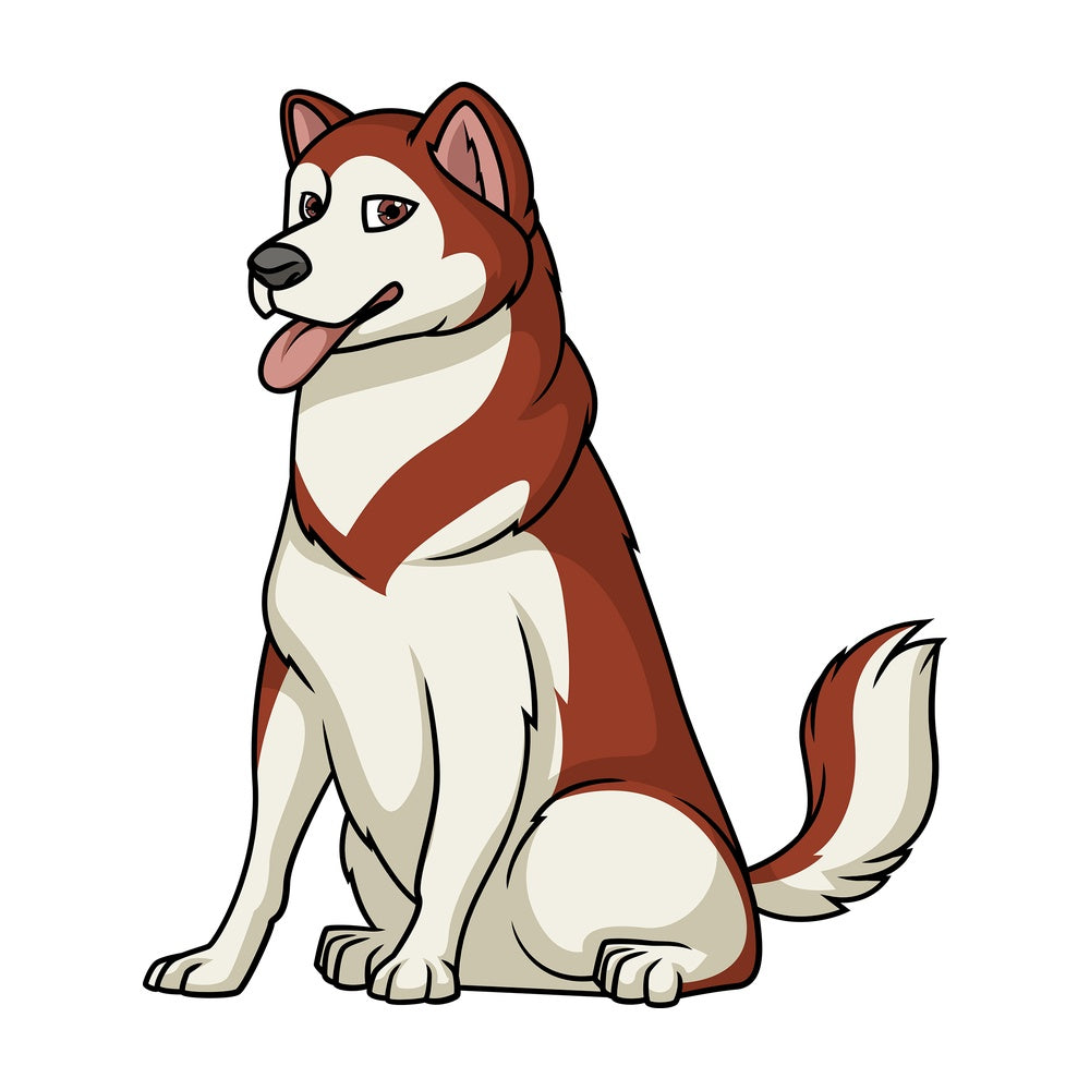 Obedient alaskan malamute sitting. PNG - JPG and vector EPS (infinitely scalable).