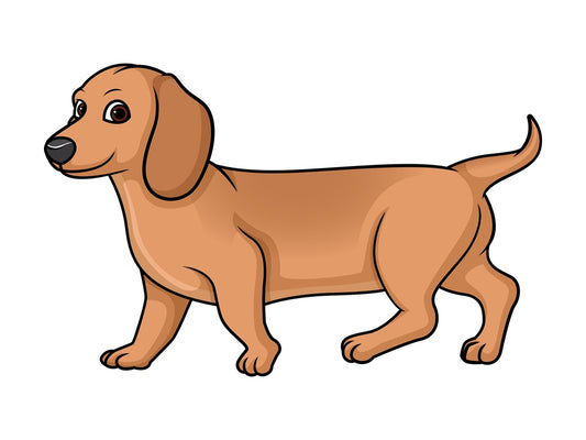 Red dachshund walking. PNG - JPG and vector EPS (infinitely scalable).