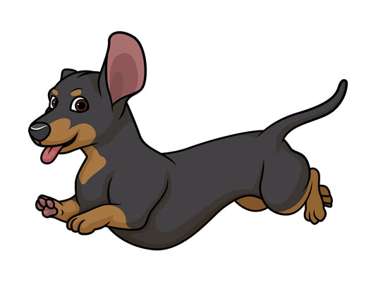 Black tan dachshund running. PNG - JPG and vector EPS (infinitely scalable).