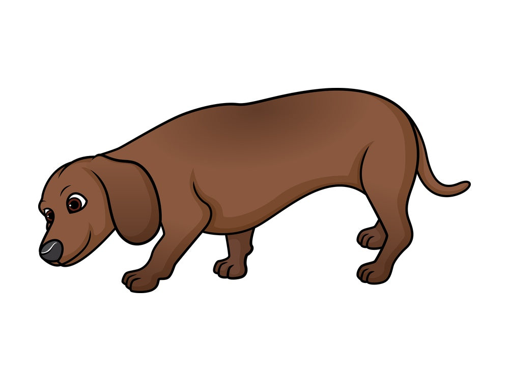 Dachshund sniffing. PNG - JPG and vector EPS (infinitely scalable).