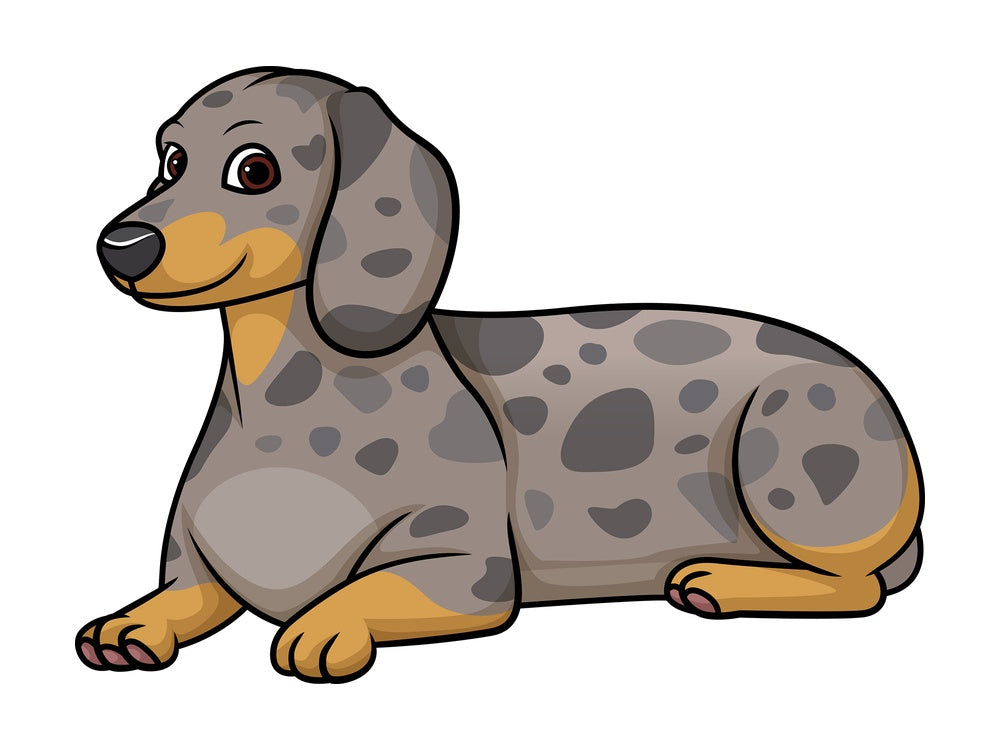 Dapple dachshund lying down. PNG - JPG and vector EPS (infinitely scalable).