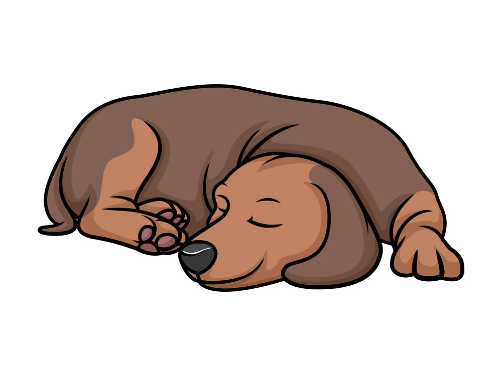 Dachshund sleeping. PNG - JPG and vector EPS (infinitely scalable).