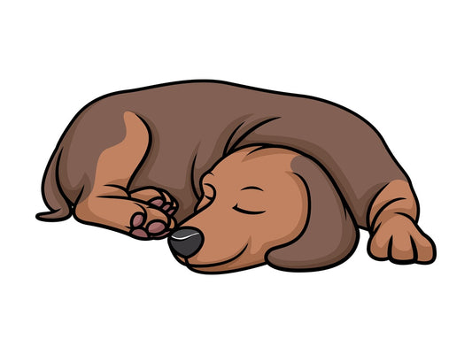 Dachshund sleeping. PNG - JPG and vector EPS (infinitely scalable).