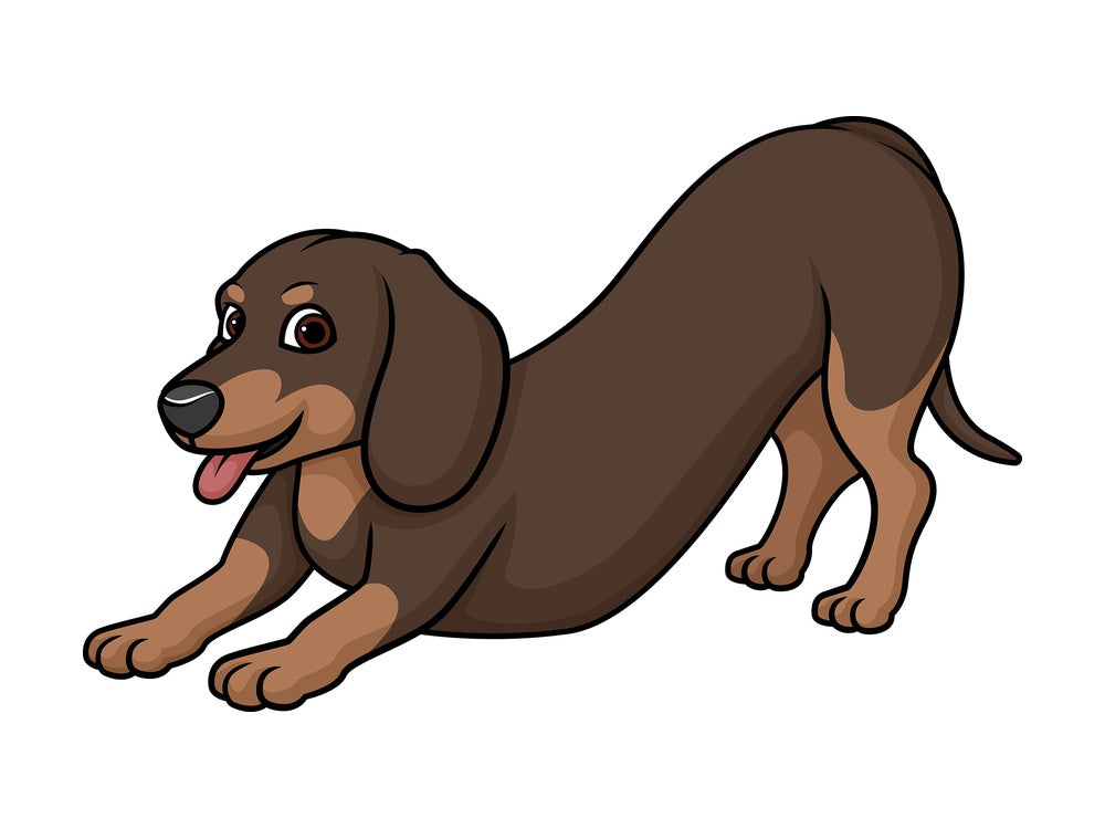 Playful dachshund. PNG - JPG and vector EPS (infinitely scalable).