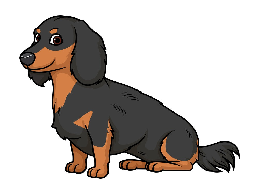 Obedient dachshund. PNG - JPG and vector EPS (infinitely scalable).