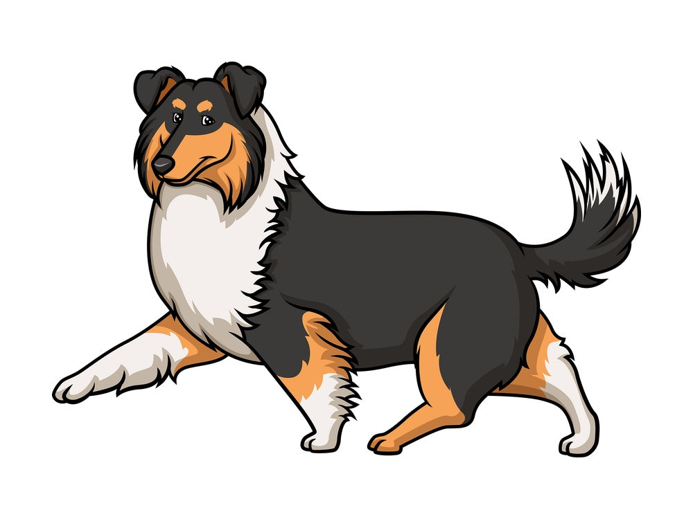 Dark mahogany sable collie walking. PNG - JPG and vector EPS (infinitely scalable).