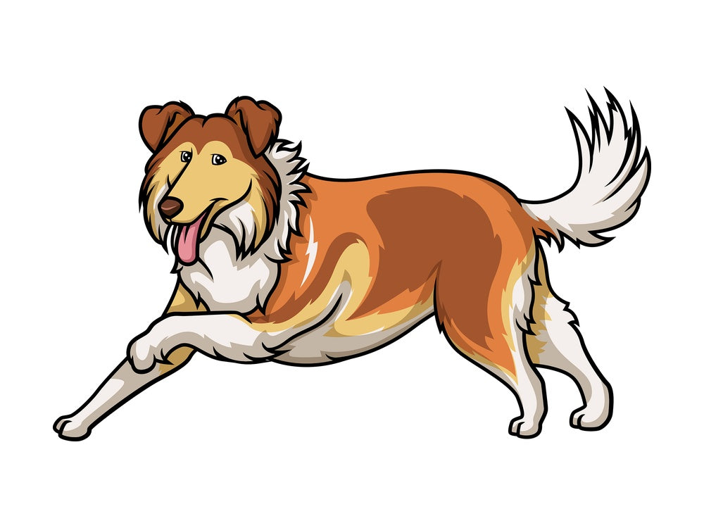 Mahogany sable collie running. PNG - JPG and vector EPS (infinitely scalable).