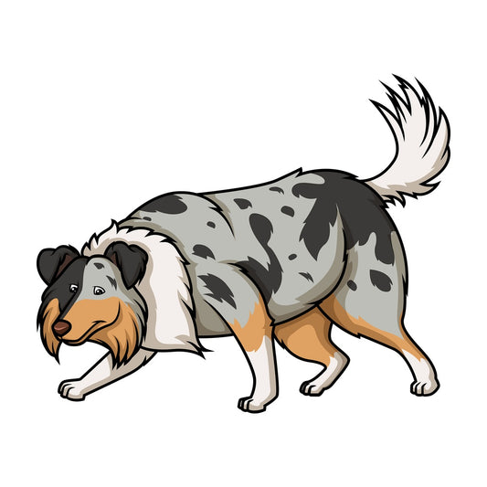 Blue merle collie sniffing. PNG - JPG and vector EPS (infinitely scalable).