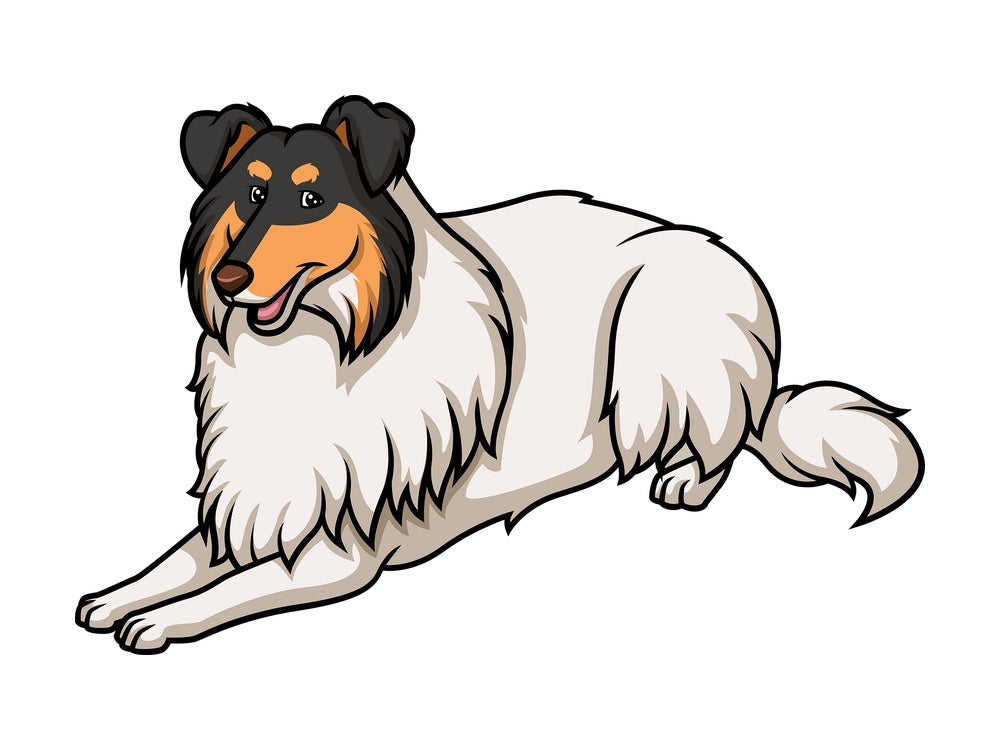 White factored tri collie lying down. PNG - JPG and vector EPS (infinitely scalable).