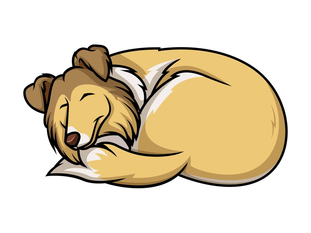 Sable white collie sleeping. PNG - JPG and vector EPS (infinitely scalable).