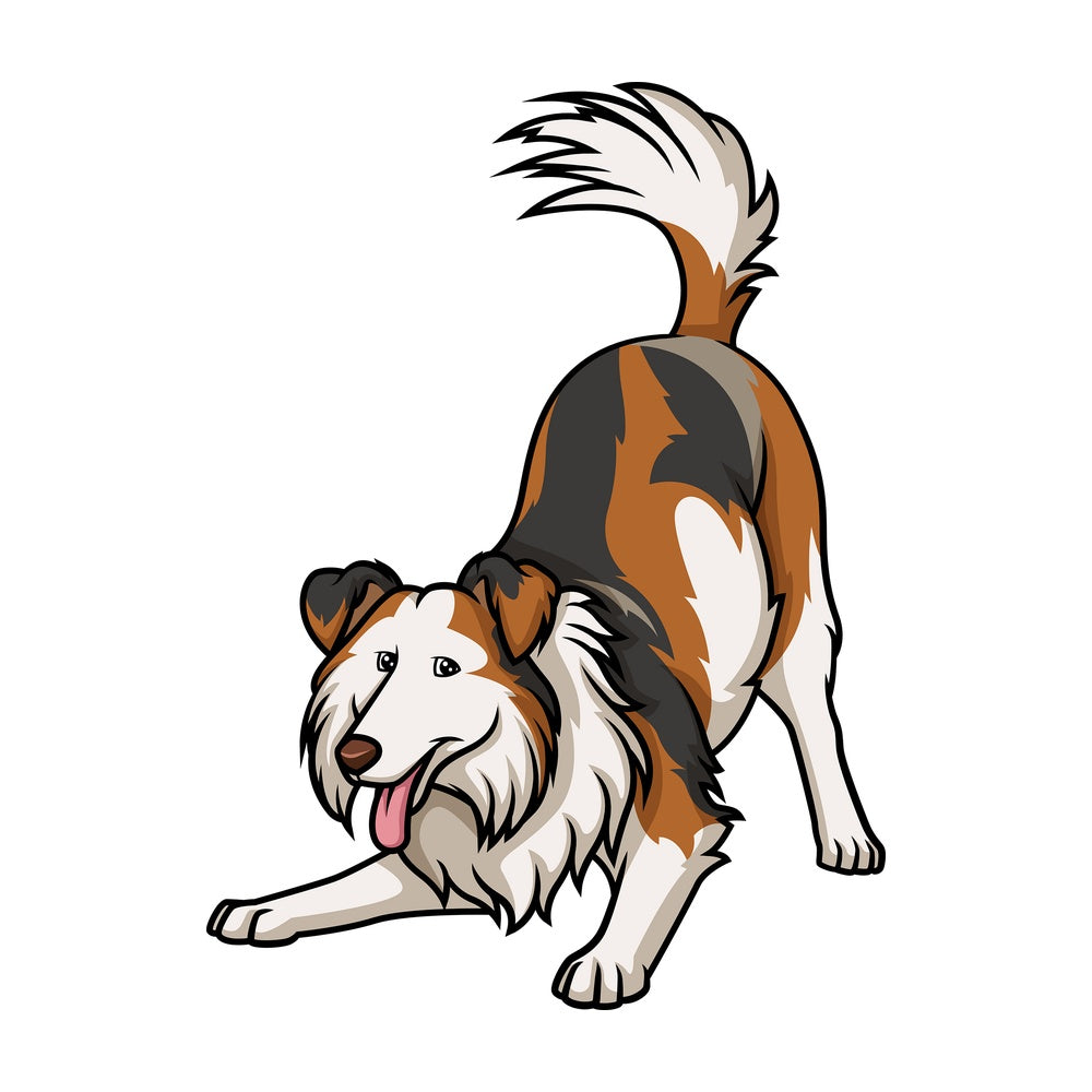 Playful tri-sable merle collie. PNG - JPG and vector EPS (infinitely scalable).
