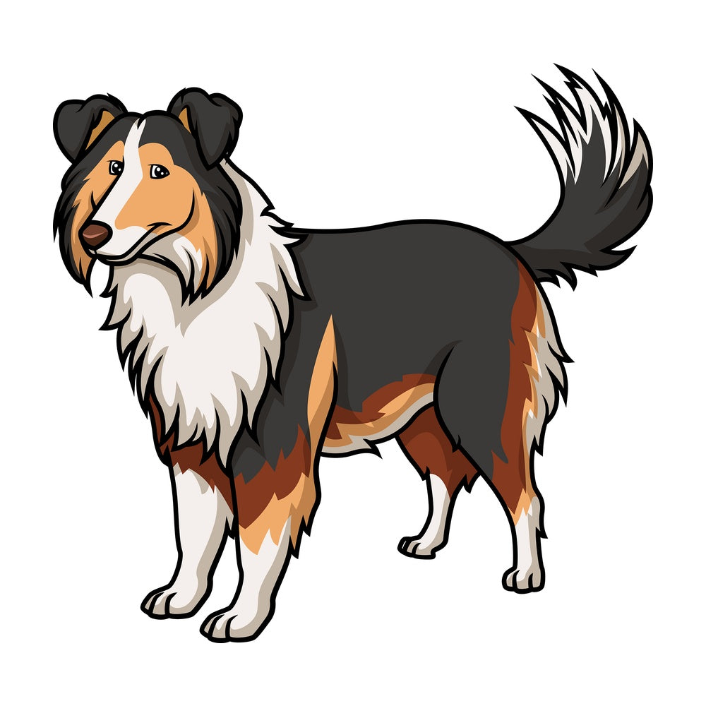 Cheerful collie. PNG - JPG and vector EPS (infinitely scalable).
