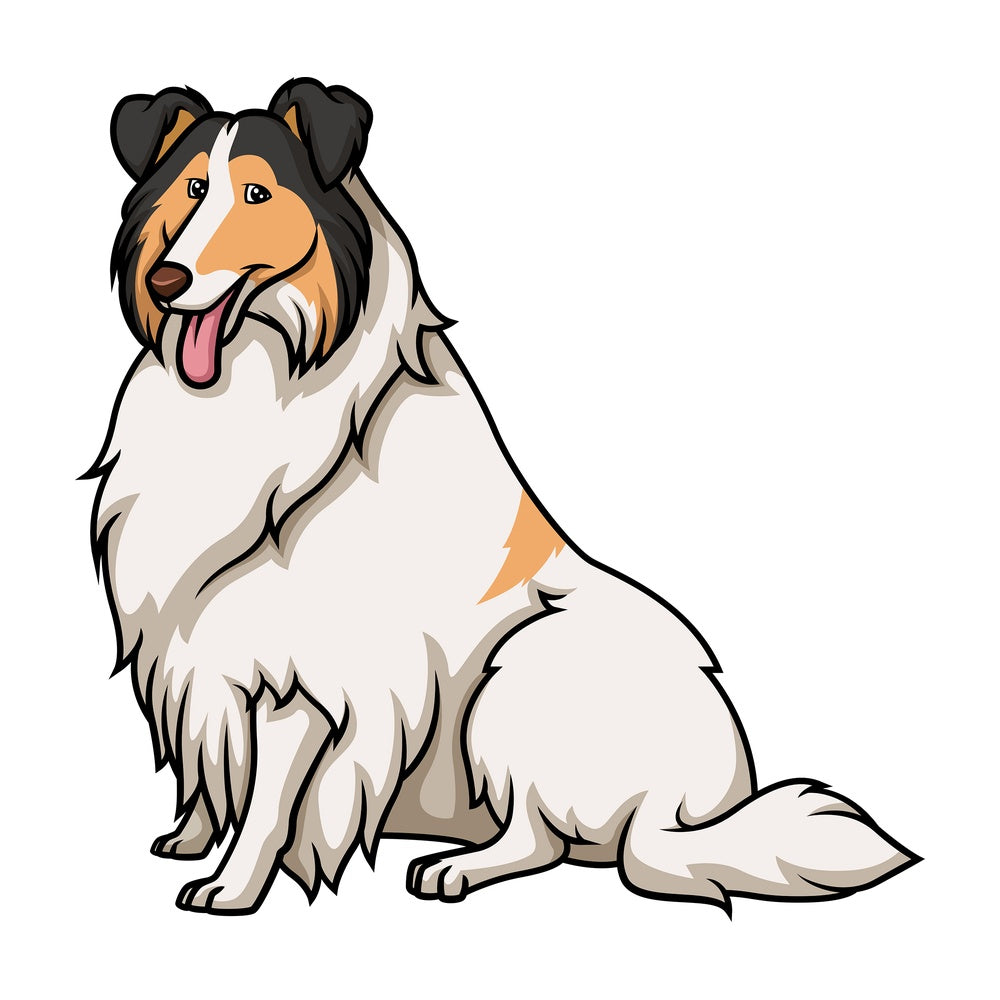 Obedient collie sitting. PNG - JPG and vector EPS (infinitely scalable).