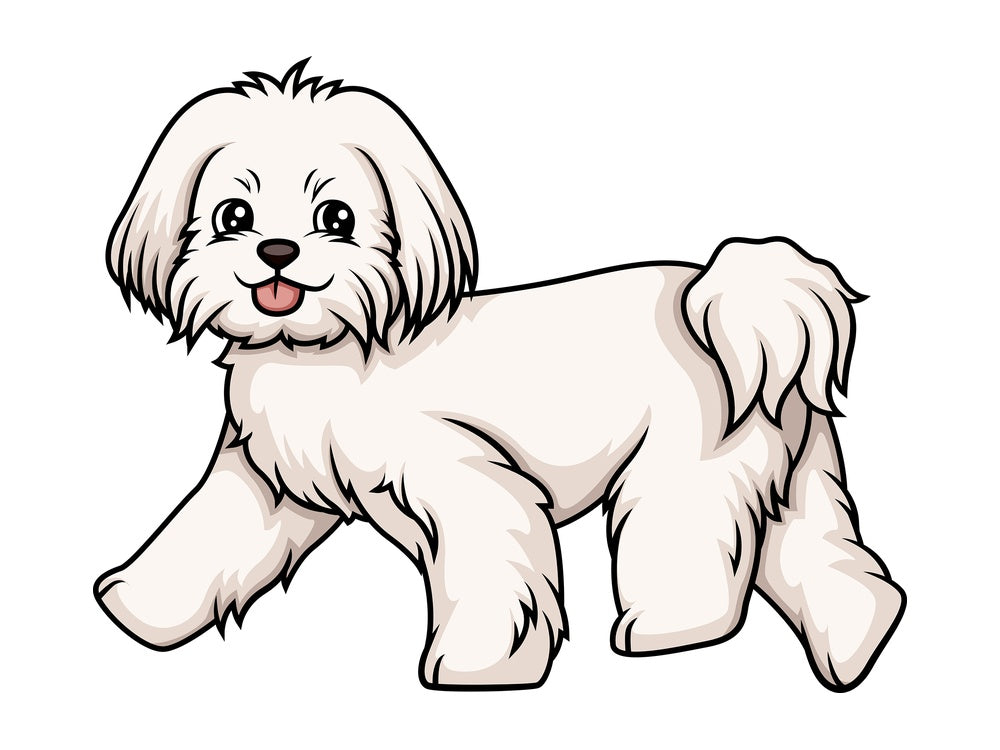 Maltese walking. PNG - JPG and vector EPS (infinitely scalable).