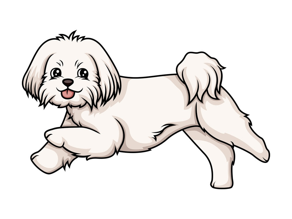 Maltese running. PNG - JPG and vector EPS (infinitely scalable).