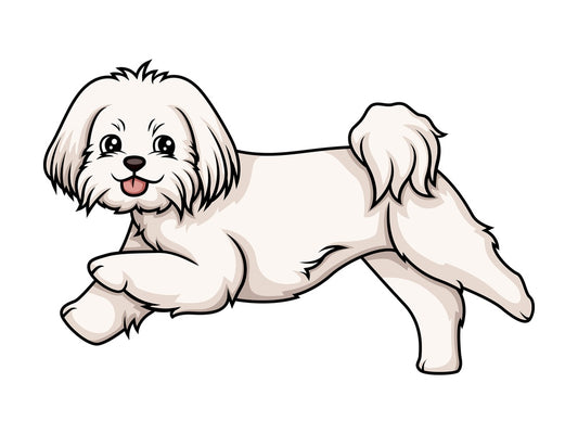 Maltese running. PNG - JPG and vector EPS (infinitely scalable).