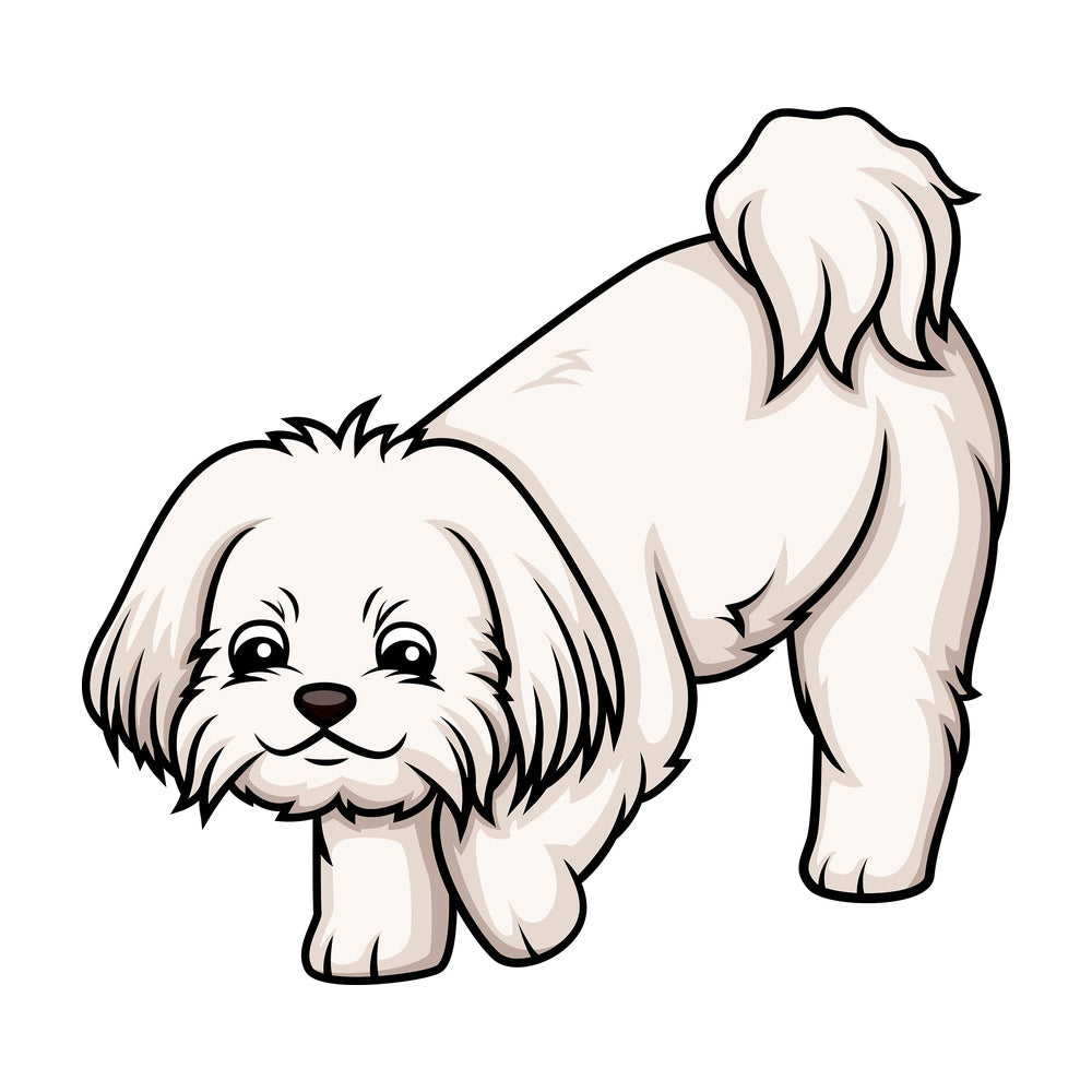 Maltese sniffing. PNG - JPG and vector EPS (infinitely scalable).