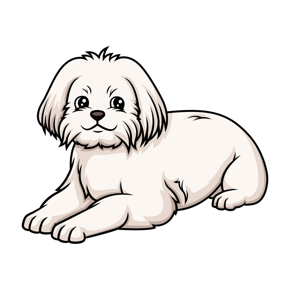 Maltese lying down. PNG - JPG and vector EPS (infinitely scalable).