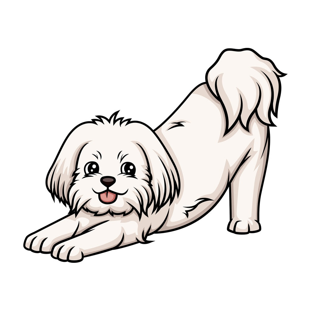 Playful maltese. PNG - JPG and vector EPS (infinitely scalable).