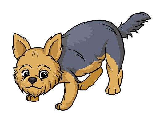 Yorkshire terrier sniffing. PNG - JPG and vector EPS (infinitely scalable).