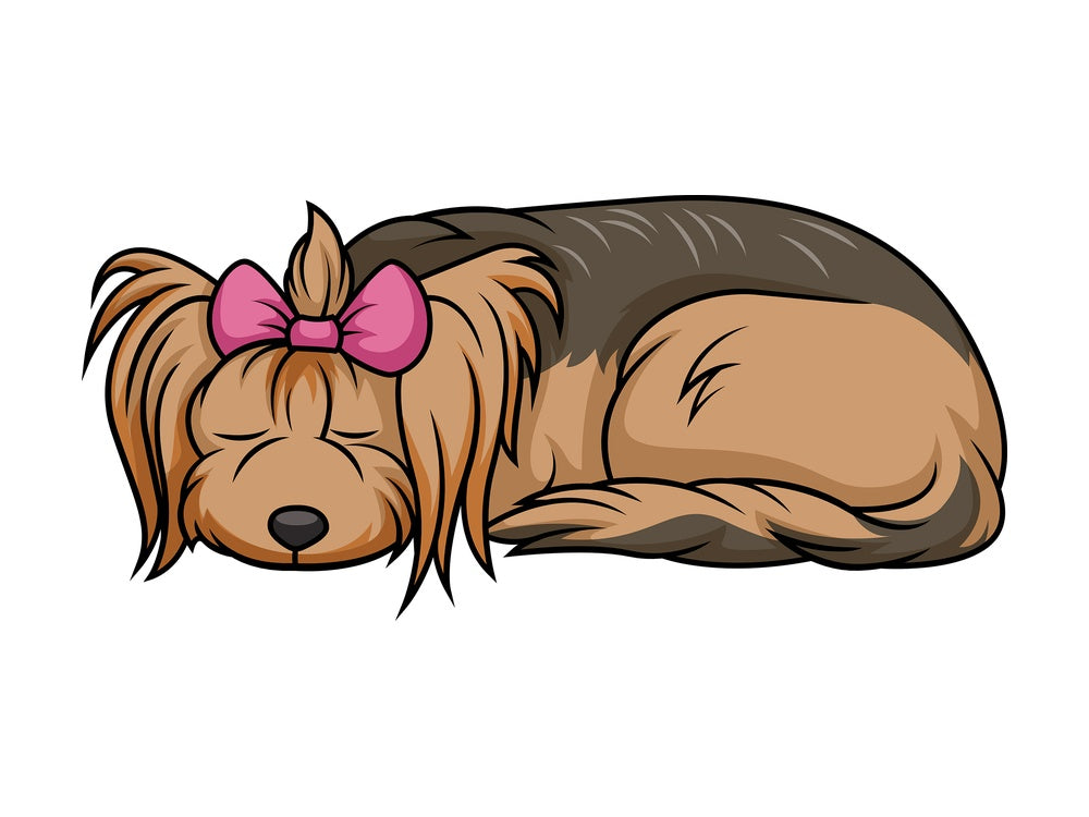 Sleeping female yorkie. PNG - JPG and vector EPS (infinitely scalable).