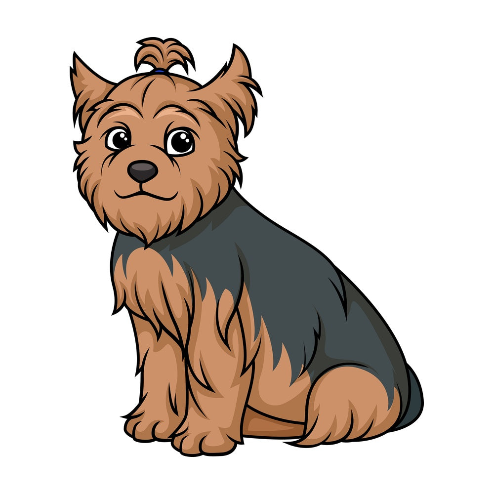 Obedient yorkshire terrier sitting. PNG - JPG and vector EPS (infinitely scalable).